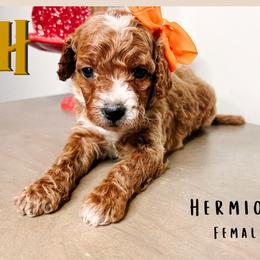 Hermione - Red  female Goldendoodle puppy in Hilton, New York from The House of Goldendoodle