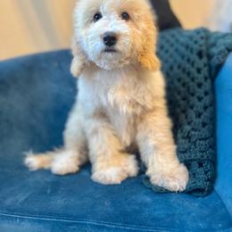 Greg Blue Collar Male - Yellow and white male Bernedoodle puppy in Peoria, Arizona from Wroth's Pawsibilities