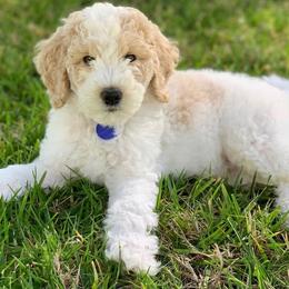 Goldendoodle Puppies from Sunkissed Doodles