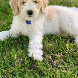 Goldendoodle Puppies from Sunkissed Doodles
