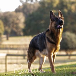 German Shepherd puppies from Appleridge German Shepherds