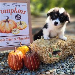 Marina - Black and white female American Corgi puppy in Cameron, North Carolina from Butts Family Corgis