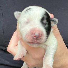 Boy 4 - Blue male Australian Cattle Dog puppy in Irvington, Kentucky from Dry Valley’s Australian Cattle Dogs