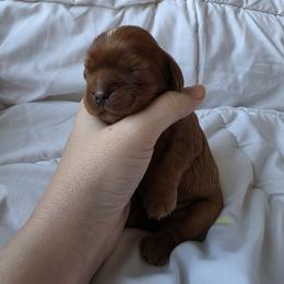 Ireland - Ruby female Cavalier King Charles Spaniel puppy in Le Roy, New York from Heirloom Cavaliers