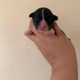 Squirtle - Black and tan male Pembroke Welsh Corgi puppy in Red Bluff, California from Wilder Ranch Corgis