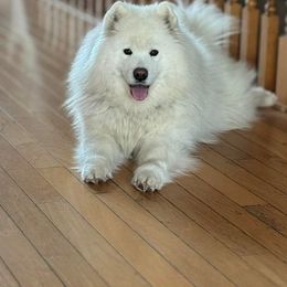 Samoyed All Grown Up from Stirling Silver Samoyeds