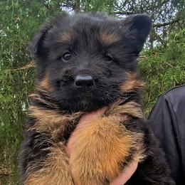 Brown Collar - Male - Black and red male German Shepherd puppy in Charlotte, North Carolina from Zuflucht K9s