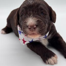 Georgia - Brown and white female Bernedoodle puppy in Claremont, North Carolina from Magnolia Grove Farms