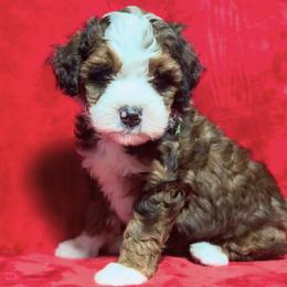 Topaz - Tri-color female Bernedoodle puppy in Bradenton, Florida from Peanut Butter Doodles