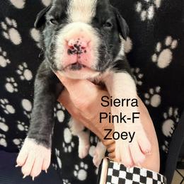 Boxer Puppies from Boxerpupziesrock