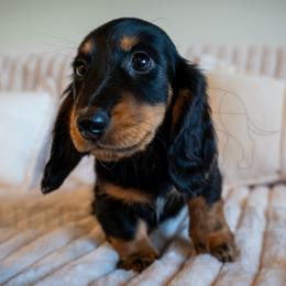 Ike - Black and tan male Dachshund puppy in Temecula, California from Naomi Magee's Dachshund Kennel