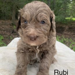 Rubi - Merle female Goldendoodle puppy in New Ringgold, Pennsylvania from Hawk Mountain Doodles