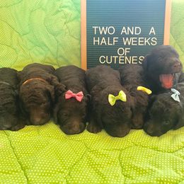 Goldendoodle and Labradoodle Puppies from Oopsie Doodles of NC