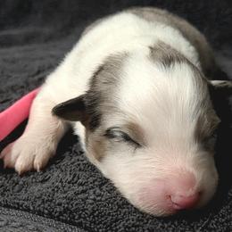 Pink - Blue merle female Australian Shepherd puppy in Vona, Colorado from Dyna Aussies