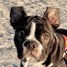 Boston Terriers from Angela Pierce
