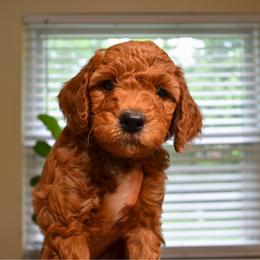 Blueberry - Apricot male Goldendoodle puppy in Batavia, Ohio from Cozy Cove Goldendoodles