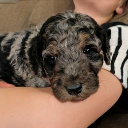 Timmy - Blue merle male Aussiedoodle puppy in Yacolt, Washington from Aussiedoodles by Maggie