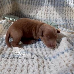 Blueberry - Red  male Goldendoodle puppy in Phelan, California from High Desert Doodles - the original