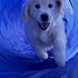 Golden Retriever Puppies from Bramble Berry Goldens