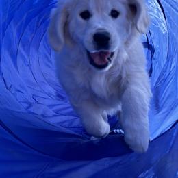 Golden Retriever Puppies from Bramble Berry Goldens