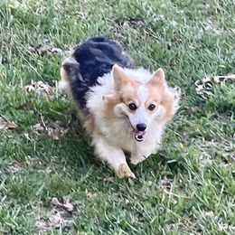 Bob Barker - Pembroke Welsh Corgi