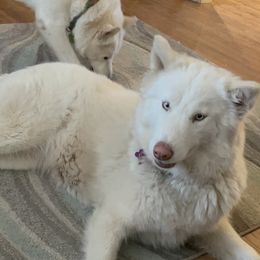 Luna - Siberian Husky