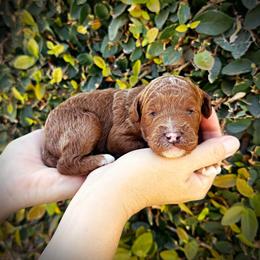 Blue Collar Boy - Red  male Poodle puppy in Modesto, California from Dry Creek Poodles