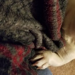 Joan - French Bulldog