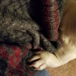 Joan - French Bulldog