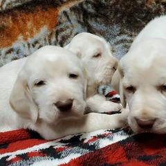 Bracco Italianos, Kleine Munsterlanders, and Spinoni Italiani from Lumpy's Kennels