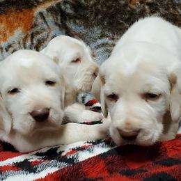 Bracco Italianos, Kleine Munsterlanders, and Spinoni Italiani from Lumpy's Kennels