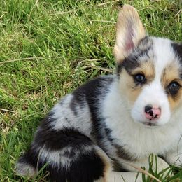 American Corgis and Pembroke Welsh Corgis from Flat Creek Corgis
