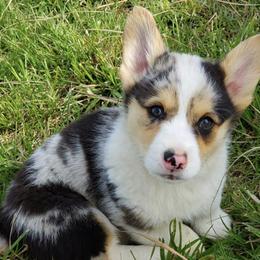 American Corgis and Pembroke Welsh Corgis from Flat Creek Corgis