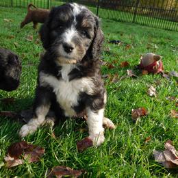 Labradoodle Puppies from North Country Kennel Club