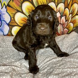 Labradoodle Puppies from Molly’s Doodles