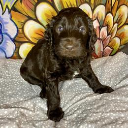 Labradoodle Puppies from Molly’s Doodles