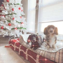 Dachshund All Grown Up from Lone Star Longhair Dachshunds