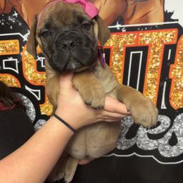 Pink girl - Fawn female Bullmastiff puppy in South Attleboro, Massachusetts from Bessettes Bullies