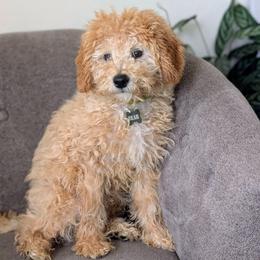 Bear - Apricot male Labradoodle puppy in Lebanon, Pennsylvania from Copper Mini Labradoodles