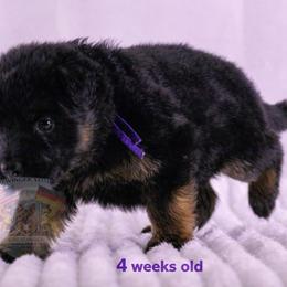 Purple Collar - Black and red female German Shepherd puppy in Plumas Lake, California from Zwinger Vom Greifjäger