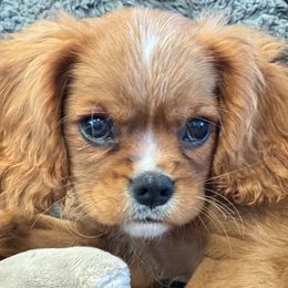 Cavalier King Charles Spaniels from FairHawk Downs