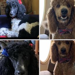 Poodles from Trish’s SO IL Poodles