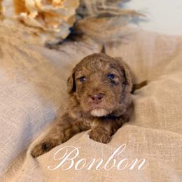 Bonbon - Merle female Goldendoodle puppy in Livermore, Colorado from Heritage Hills Family Doodles