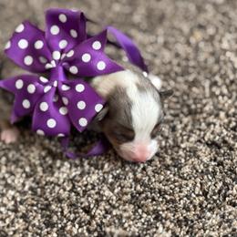 Boy 3 - Black and tan male Corgipoo puppy in Junction, Utah from Sugar Doodles