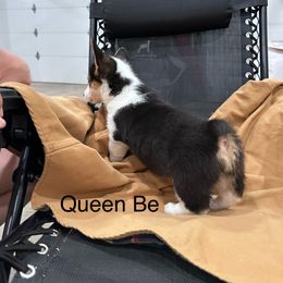 Pembroke Welsh Corgi Puppies from OVR Corgis