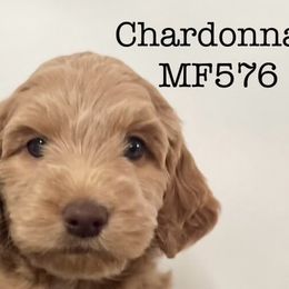 Girl 2 - Caramel Australian Labradoodle puppy in Easley, South Carolina from Royal Diamond Labradoodles