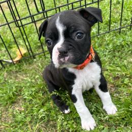 D. Girl 4 - Black and white female Boston Terrier puppy in Mc Donough, Georgia from Ballard Boston Terriers