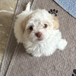 Chocolate cream male - Cream male Havanese puppy in East Lansing, Michigan from VanCort's Happy Havanese
