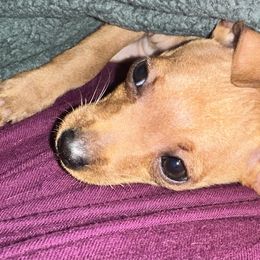 Avie Mae - Red female Miniature Pinscher puppy in Staunton, Virginia from Little L’s Magical Min Pins