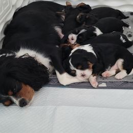Cavalier King Charles Spaniel Puppies from Hope Cavaliers